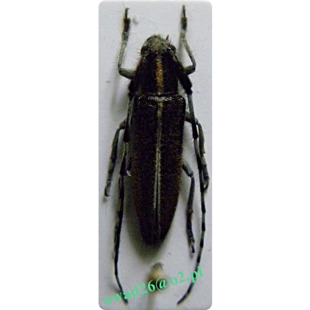 Agapanthia cardui (Linnaeus, 1767) Zgrzytnica ostowa